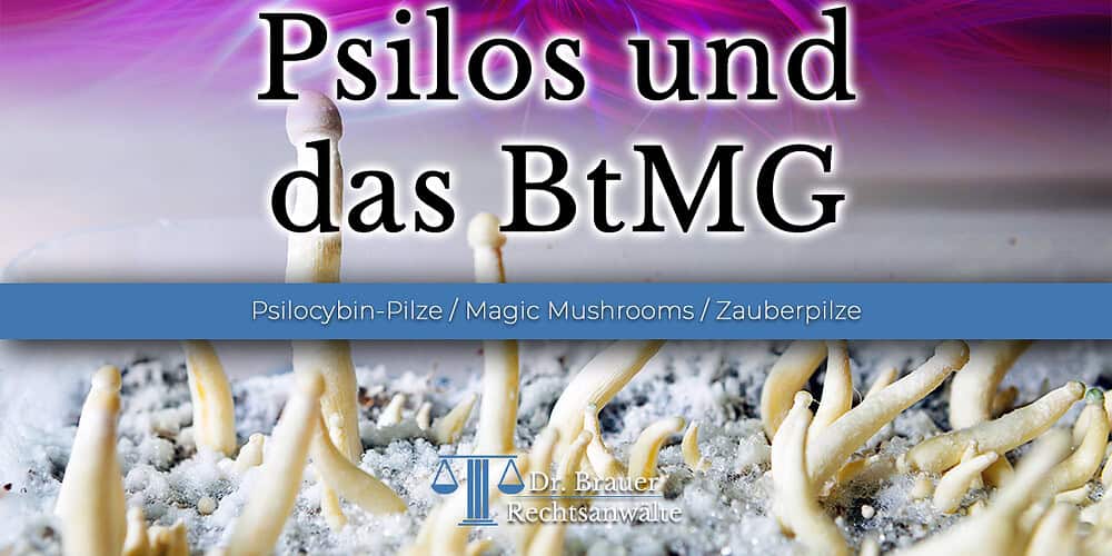 Psilocybin-Pilze / Magic Mushrooms – Verstoß gegen das BtMG