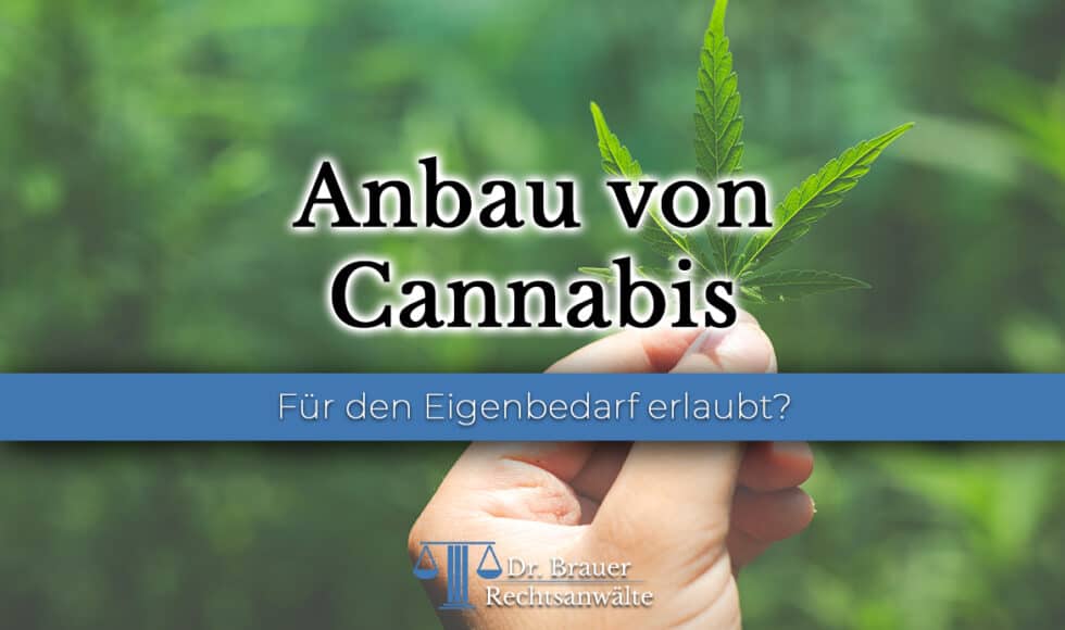 Anbau von Cannabis in Deutschland