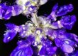 Salvia Divinorum: Das „Azteken-Salbei“ und das BtMG