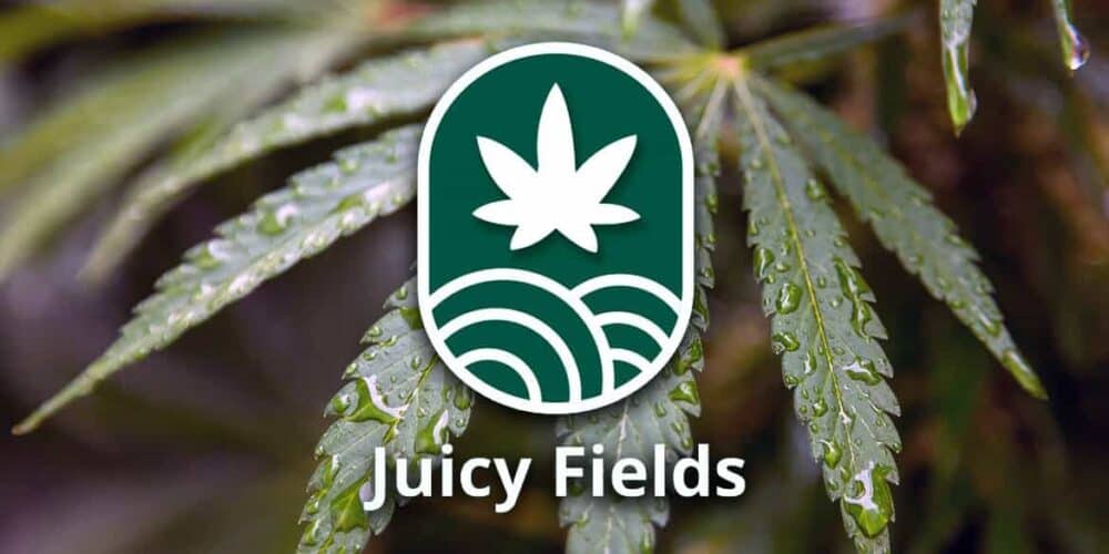 juicyfields-betrug Juicy Fields – Cannabis-Betrug in Millionenhöhe