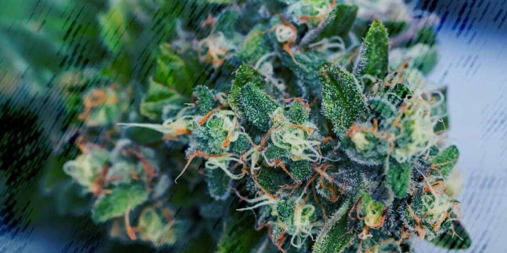 Vorladung wegen Bestellung von CBD-Blüten Vorladung wegen Bestellung von CBD-Blüten